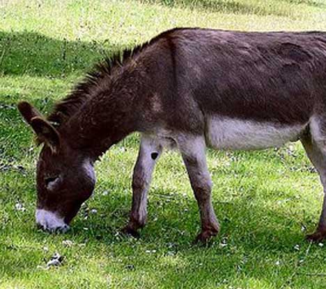 Sicilian Donkey - Creation Kingdom Zoo