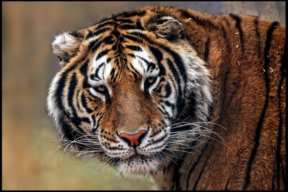 bengal tiger hunting prey