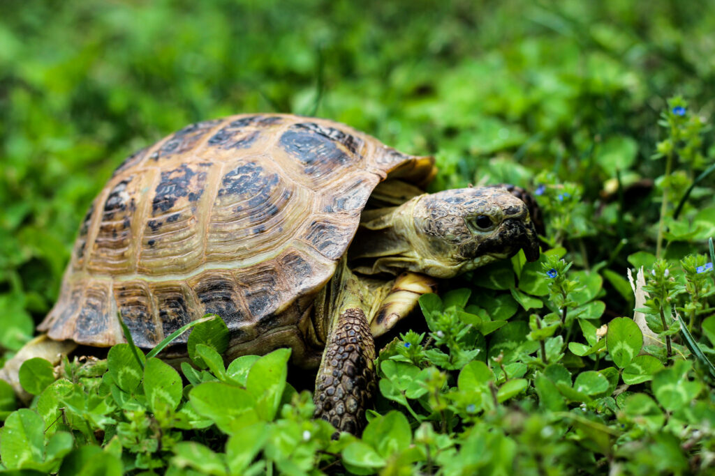 Are Russian Tortoises Social