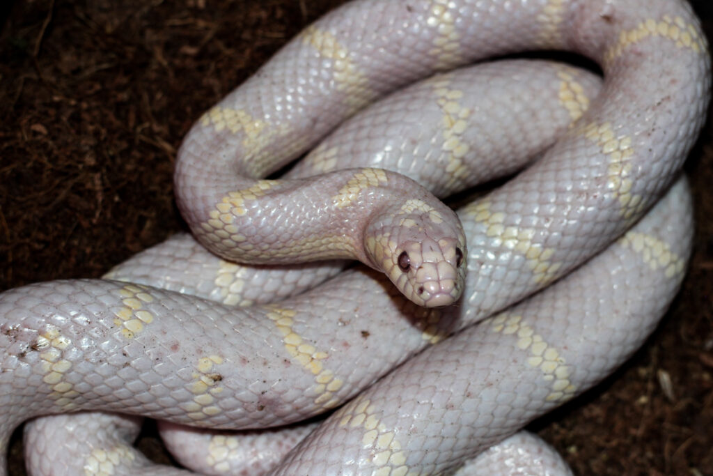 California Kingsnake - Creation Kingdom Zoo